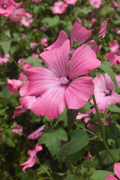 closeup beautiful pink flower of the Lavatera