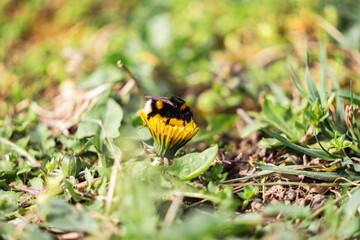 Bee on a bright yellow dandelion flower on meadow, bee on wild flower, bumblebee, humble-bee, spring, wild life, honey, nectar