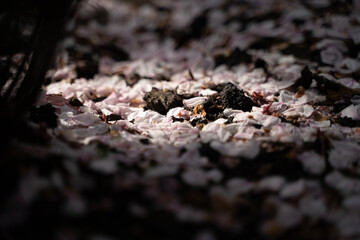 Many cherry blossom petals that fell to the ground, fallen white petals in an early blooming garden, cherry tree in spring season, selective focus