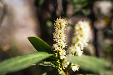 Close-up of beautiful shrub of cherry laurel in the garden, flowers and leaves, Prunus laurocerasus; Rosaceae, landscape and wallpaper background, selective focus