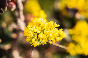 Vibrant yellow oilseed rape blossoms view from above, closeup of yellow rape flowers in the garden, spring blossom, landscape and wallpaper background, selective focus
