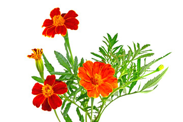 Blühende Tagetes vor weißem Hintergrund