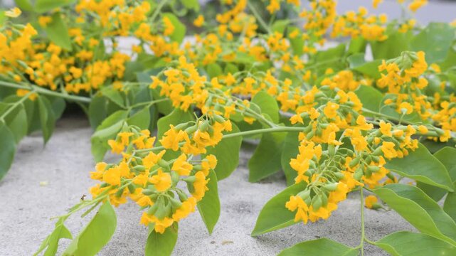 beautiful yellow flowers of padauk flowers, pterocarpus indicus flowers. 