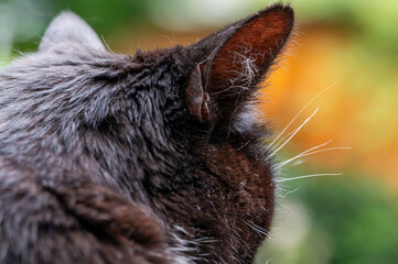 Katzenohr seitlich von hinten
