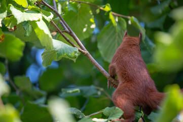 Obraz premium Eichhörnchen mit Haselnuss
