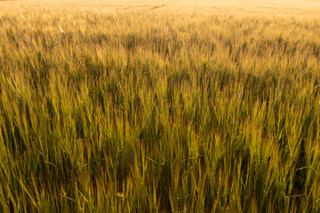 long wheat sprouts during the summer sunset