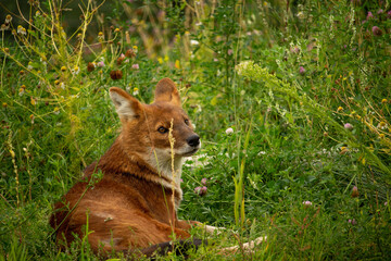 Asiatic Wild Dog Indian Wild Dog or Red Dog