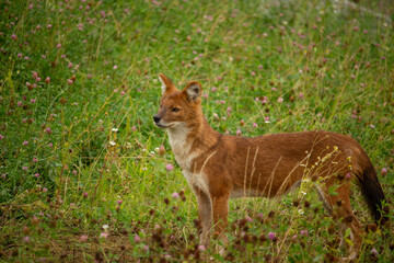 Dhole (Cuon alpinus) also known as the Asiatic Wild Dog