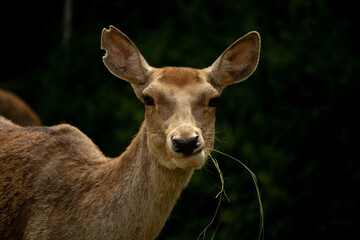 female red deer maral eats fresh grass