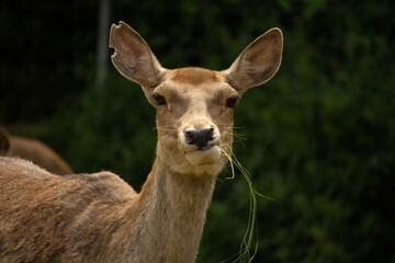 female red deer maral eats fresh grass.