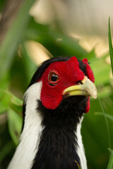 A male Silver Pheasant (Lophura nycthemera)