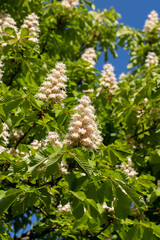 a flowering chestnut tree in spring