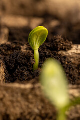 the first sprouts of pumpkin and watermelon in paper pots
