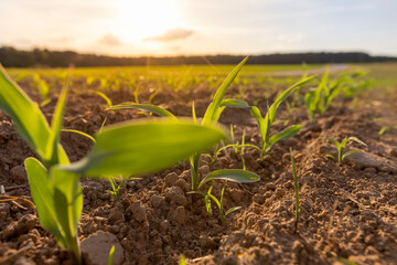 a field with a corn harvest in the evening