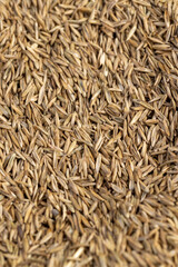 mixed seeds of perennial and annual grass for lawn