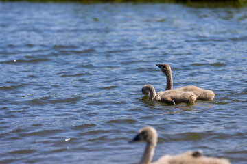 young swans in gray down swim on the lake
