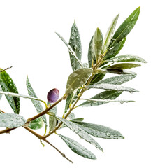Olive mûre sur rameau d’olivier