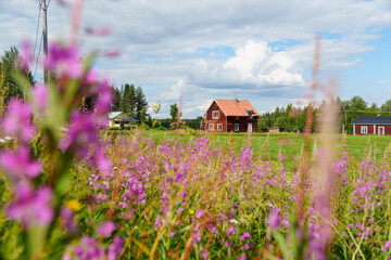 Generic red swedish house between colorful flowers, like fireweed flowering along country road E45...