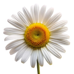 Fototapeta premium Oxeye flower isolated on transparent background