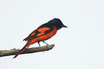 male scarlet minivet or Pericrocotus speciosus in Binsar, Uttarakhand, India