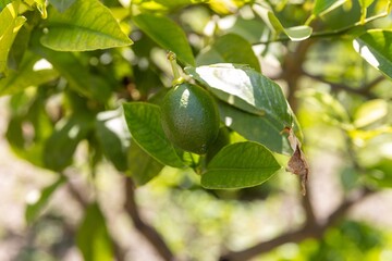 Close-up of a green lime hanging on a branch with lush green leaves in a garden under sunlight