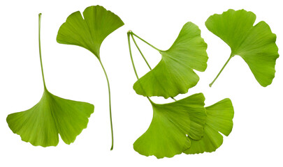 Fresh green ginkgo biloba leaves set isolated on white background