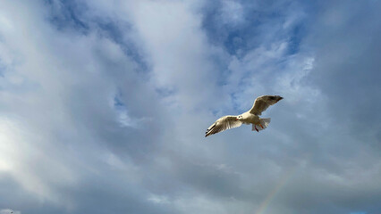 Seagulls on the sunny Baltic coast