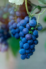 Ripe bunches of blue grapes hang on a branch in the vineyard. Rural nature. Ray of sunshine. 
