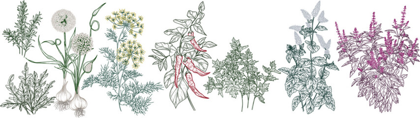 Vector set of 8 spice bushes. Garlic, chili pepper, dill, parsley, rosemary, red basil, mint, arugula