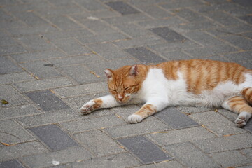 Fototapeta premium Orange and white cat is sleeping on the ground .