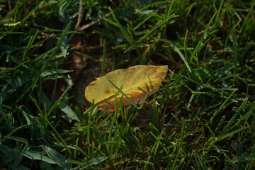 The dried leave fallen  on the grass. Dead brawn Leaf