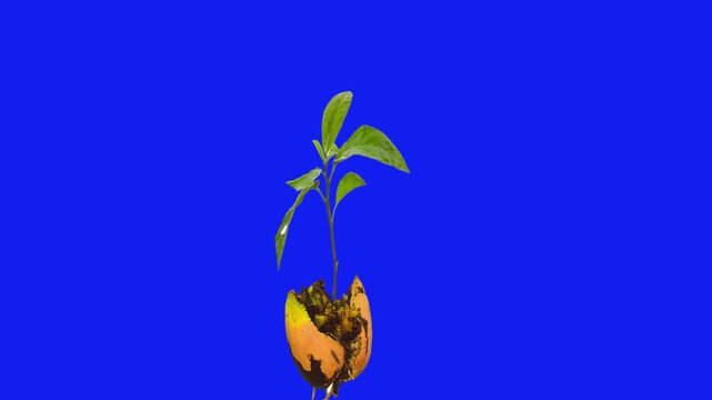 Avocado Tree growth Seedling Plant, avocado, food, citrus, insolated blue screen