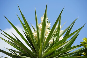 Yucca plant also known as Adam's needle, common yucca.