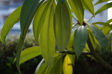 Plumeria rubra green tree's leaves.   Frangipanis