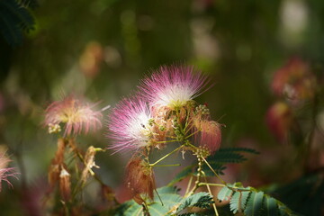 Pink flowers on blooming Albizia julibrissin plant. Pink bloom Persian silk tree, close up. Red pink silk tree flowers
