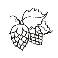 Fototapeta premium Hops vector icon linear illustration on white