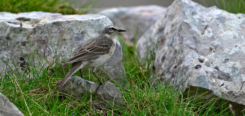 Bergpieper // Water pipit (Anthus spinoletta) - Nationalpark Biogradska Gora, Montenegro