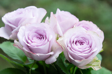 紫色の薔薇