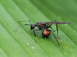 Giant Ant in the rainforest of Thailand