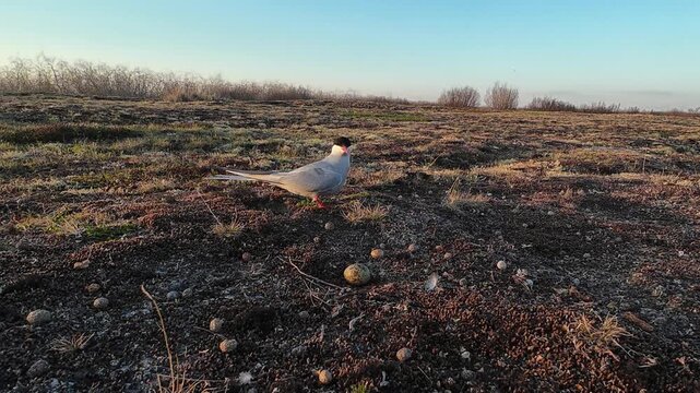 the nest of the polar tern