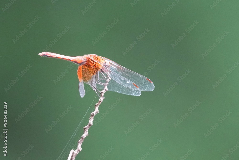 Wall mural dragonfly in a forest