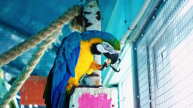 Blue and yellow macaw parrot eats grain sitting in aviary. Holds food in paw. Close-up side view. Slow Motion. High quality 4k footage