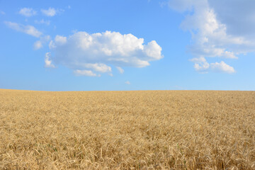 a wheat field with a blue sky and clouds on horizon