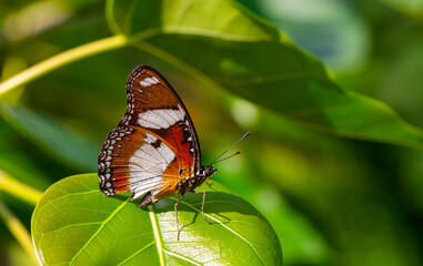 Obraz premium The beauty of the colors and pattern of a butterfly Hipolimnas Bolina