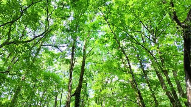 さわやかな森林　木漏れ日　太陽の光　鮮やかな緑