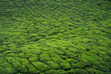 green tea leaves in Malaysia
