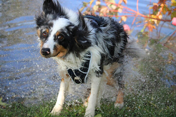 Australian Shepherd shaking