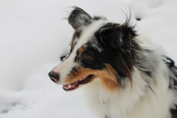 Australian Shepherd sitting in snow closeup