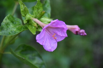 Evening Radiance: Mirabilis Flowers in Full Bloom
