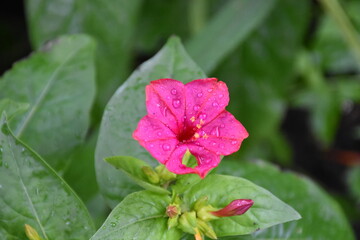 Evening Radiance: Mirabilis Flowers in Full Bloom
